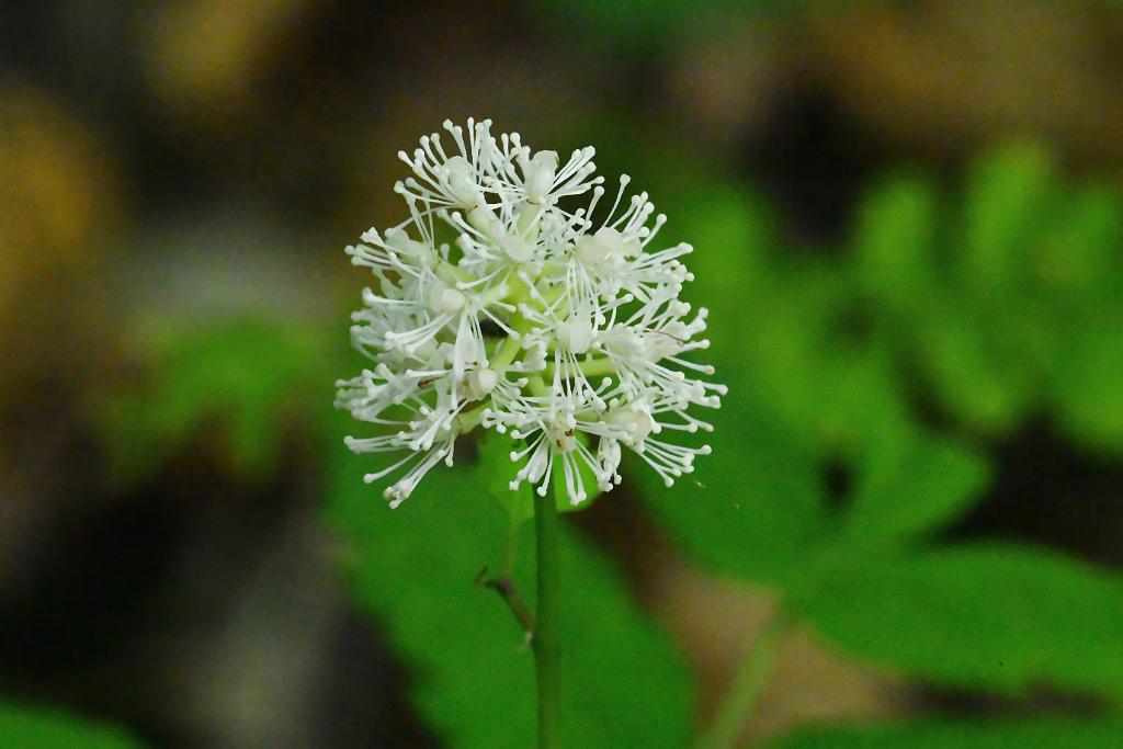 2025-05117909 Mount Auburn Cemetery, MA.JPG - White Baneberry. Mount Auburn Cemetery, MA, 5-11-2025